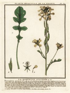 Rocket or Arugula, Eruca Vesicaria
