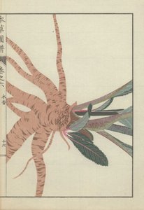 Roots and Stems of the Inula Helenium Plant