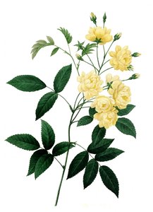 Banks Rose, Rosa Banksiae