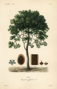Roughbark lignum-vitae or guaiacwood