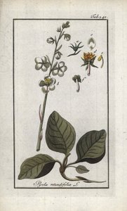 Round-Leaved Pyrole (Pyrola rotundifolia). Lithograph from 