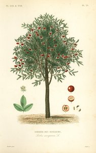 Rowan or mountain ash tree