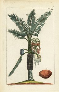 Sago palm tree, Metroxylon sagu by Unbekannter Künstler