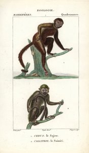 The Capuchin and the Squirrel Monkey by Unbekannter Künstler