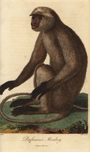 Gray langur or Hanuman langur