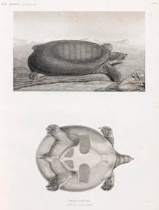 Side and Underneath View of a Turtle by Unbekannt