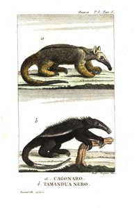 Silky Anteater or Pygmy Anteater (Fourmilier) (Azara