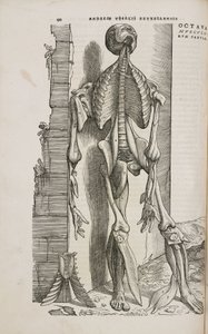 Front view of the bones and deeper muscles of the male human body