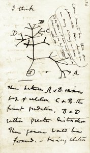 Sketch by Charles Darwin from his first notebook Transmutation of species: this is his first diagram referring to his theory of Evolution. 1837 by Unbekannter Künstler