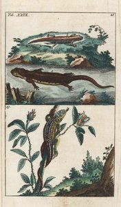 Smooth or Common Triton and Sand Lizard by Unbekannter Künstler