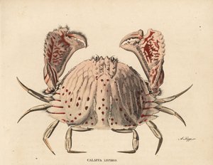 Smooth or red-spotted box crab, Calappa calappa. Handcoloured steel engraving by A. Scipp from Georg Friedrich Treitschke
