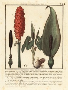 Snakeshead, Arum maculatum