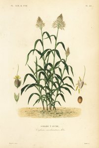 Sorghum grass, great millet, durra, jowari or milo