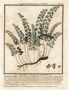 Southern Maidenhair Fern, Adiantum capillus-veneris