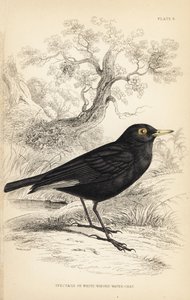 Spectacled Tyrant, Hymenops perspicillatus (Spectacle or White-winged Water-chat, Perspicilla leucoptera)