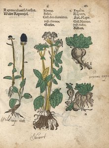 Spiked rampion, skirret, and turnip