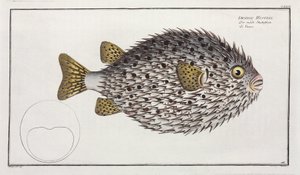 Spot-fin Porcupinefish