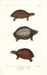 Spot legged turtle, Indian flapshell turtle, and North African helmeted turtle by Unbekannter Künstler