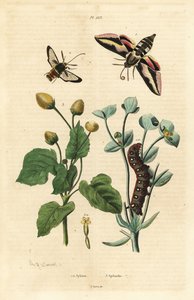 Spurge Hawk-moth and Caterpillar, Hornet Moth, and Toothache Plant by Unbekannt