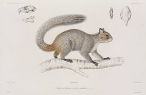 Squirrel