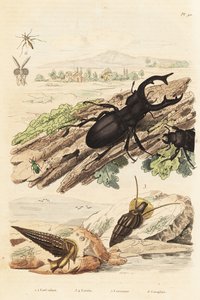 Stag Beetle, Cerithium Sulcatum and Rhinoclavis Aspera Molluscs, Cerocoma Elateroides and Keroplatus Tipuloides Wasp by Unbekannt