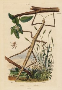 Stick Insects or Phasmids and Wandering Crab Spider by Unbekannt