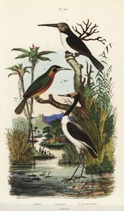 Stork, rufous-tailed jacamar, and three-toed jacamar by Unbekannt