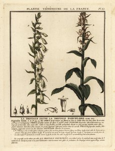 Straw foxglove, Digitalis lutea