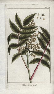 Sumac of Corroyers or Travelers, Rhus coriaria
