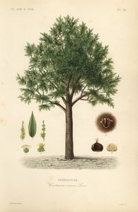 Sweet chestnut