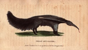 Tamanor or antill (Myrmecophaga tridactyla), a South American mammal that feeds mainly on ants and termites, searching colonies with its long worm-shaped tongue and bringing it back to its palace covered by insects engulfed by its viscous saliva. It is als by Unbekannter Künstler