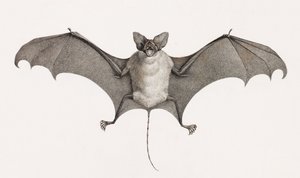 Taphien Filet, Bats from Egypt by Unbekannt