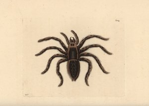 Tarantula wolf spider