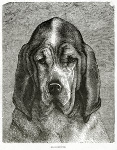 The Bloodhound. 1902 by Unknown