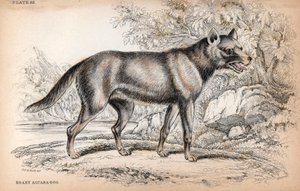 The Chenu Fox or Fox of Brazil, Lycalopex Vetulus. Lithograph by Colonel Charles Hamilton Smith to Illustrate Naturalist