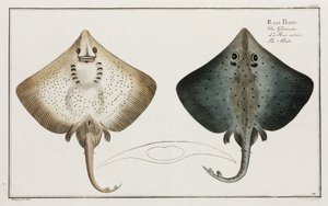 The Skate