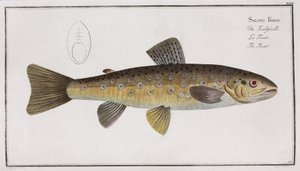 The Trout
