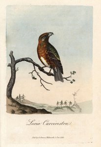 The bill crosses fir trees. Coloured copper engraving by George Graves, in British Ornithology