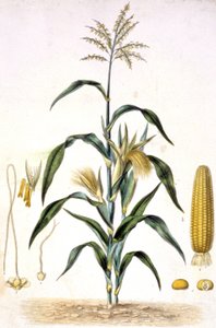 The Corn, c.1880-1900 (Engraving)