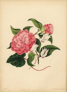 The myrtle-leaved Camellia or Japan Rose, Beauty is your only attraction; The Persian Cyclamen, Diffidence