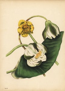 The white Water-Lily, Nymphaea odorata, and yellow waterlily, Nuphar lutea, Silence