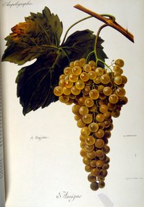 Title page of a French general treatise on Viticulture (Cultivation of Grapes for wine) 1905 by Unbekannter Künstler