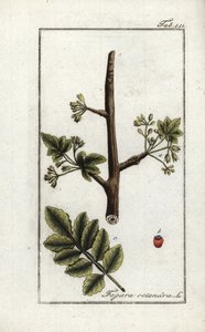 Tomentose or Tacamac Gum, Elaphrium tomentosum by Unbekannter Künstler