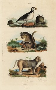 Toque Macaque, Rhesus Macaque, and Parakeet Auklet by Unbekannt