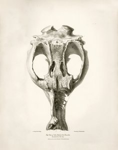 Toxodon Crane, a prehistoric animal found by Charles Darwin near Montevideo, Uruguay during his exploration journey aboard the Beagle. The Zoology of the voyage of H.M.S. Beagle under the command of Captain Fitzroy during the years 1832 to 1836 by Unbekannter Künstler