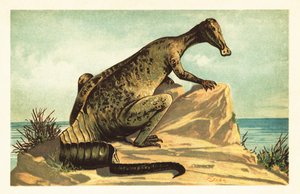 Trachodon Mirabilis