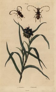 Trachyderes Succinctus 1, Trachyderes Mandibularis 2, and Virginia Spiderwort, Tradescantia Virginiana 3