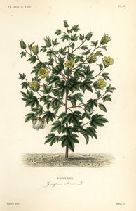Tree cotton, Gossypium arboreum