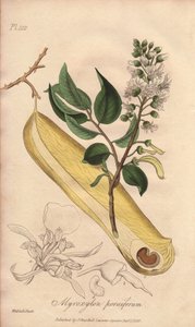 Tree of Fevers (Myroxylon peruiferum) - Strong Water by William Clarke to illustrate Medical Botanical, Description of the Medicinal Plants of London, Edinburgh and Dublin by John Stephenson and James Morss Churchill by Unbekannter Künstler