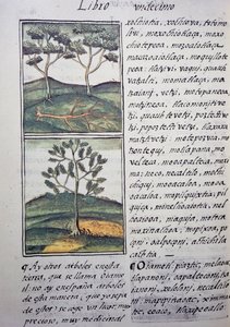 Trees, Wild Cypresses and Firs, Page from Florentine Codex by William M. Timlin